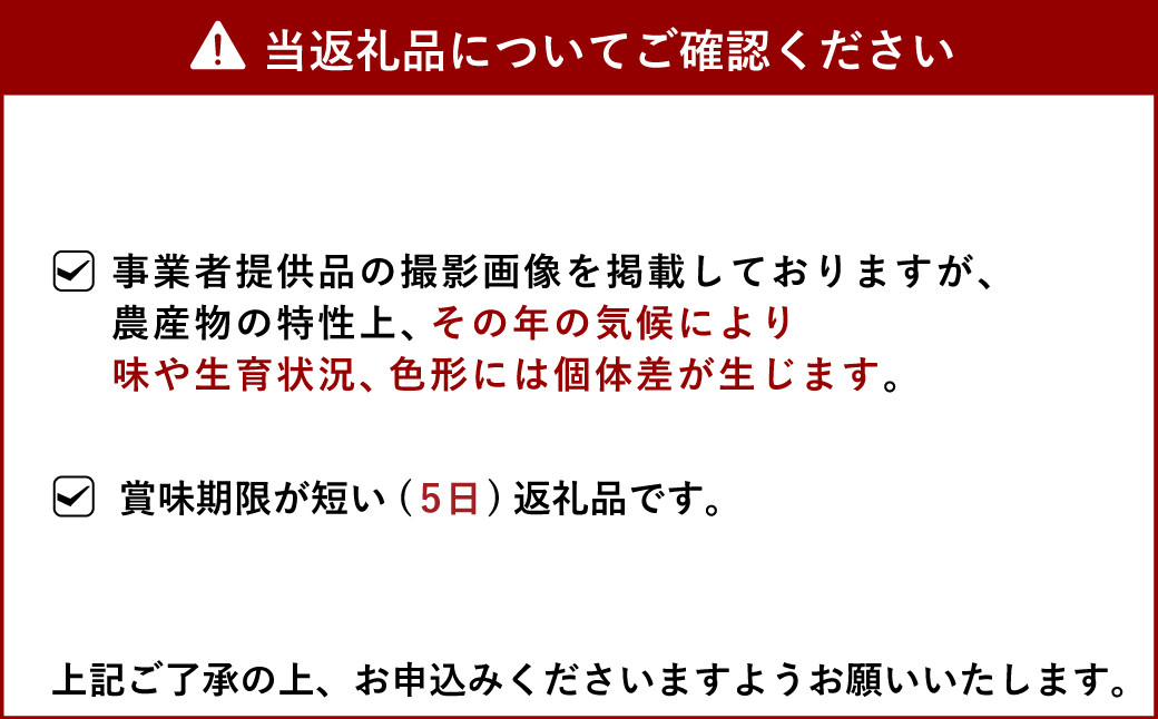 路地栽培 元祖 不知火 約3kg