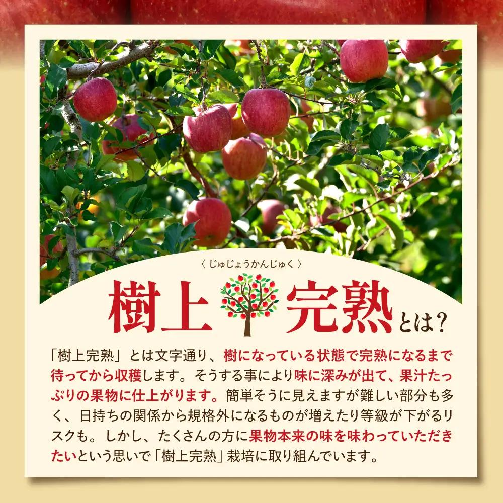 2026年産 樹上完熟ふじりんご 赤秀 5kg（16-20個）りんご