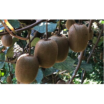 ZE6362n_和歌山県産 キウイフルーツ 1.2kg(サイズ混合)【まごころ手選別】_イメージ2