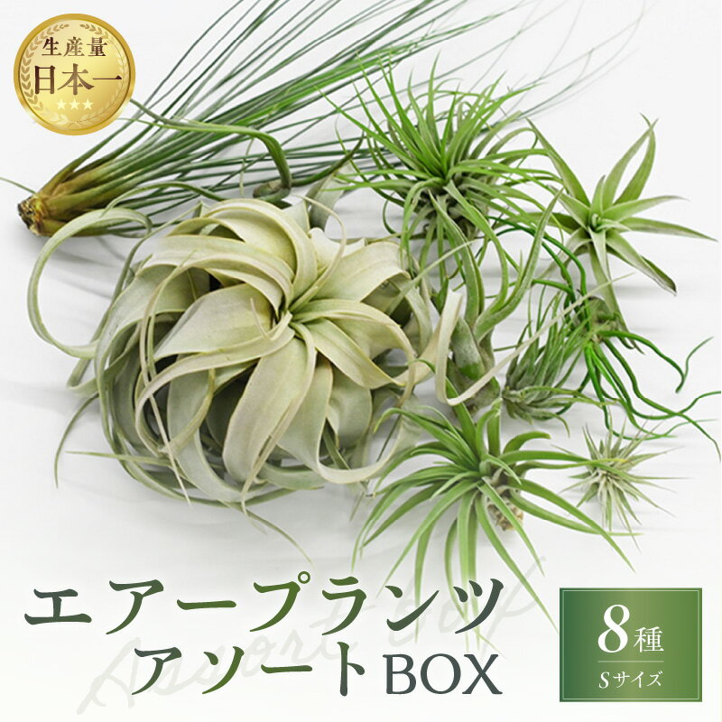 【ふるさと納税】【高評価★4.86 高レビュー★】生産量日本一 南紀グリーンハウス エアープランツアソートBOX 8種セット【丈夫で育てやすく、インテリアにもおすすめです】