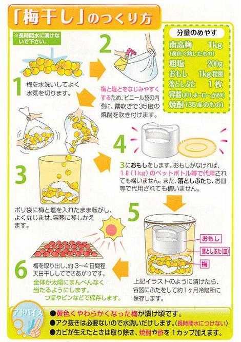［梅干・梅酒用］（4Lまたは3L－10kg）熟南高梅＜2027年6月上旬～7月中旬発送予定＞フルーツ 果物 くだもの 食品 人気 おすすめ 送料無料［ART09］