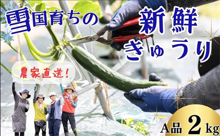 ファーム吉五郎　きゅうり　A品2kg