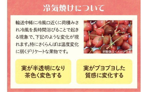 《先行受付》さくらんぼ 朝採り 大玉 紅秀峰 バラ 約500g 【2026年6月中旬以降順次発送予定】