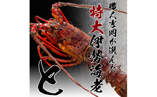 特大伊勢海老 3匹 高級 本からすみ 300g  ( 特大サイズ 急速冷凍 えび エビ からすみ カラスミ 珍味 高級 鮮魚 海鮮 魚介 魚卵 刺身 焼き物 汁物 セット ギフト 贈答 贈り物 祝い 