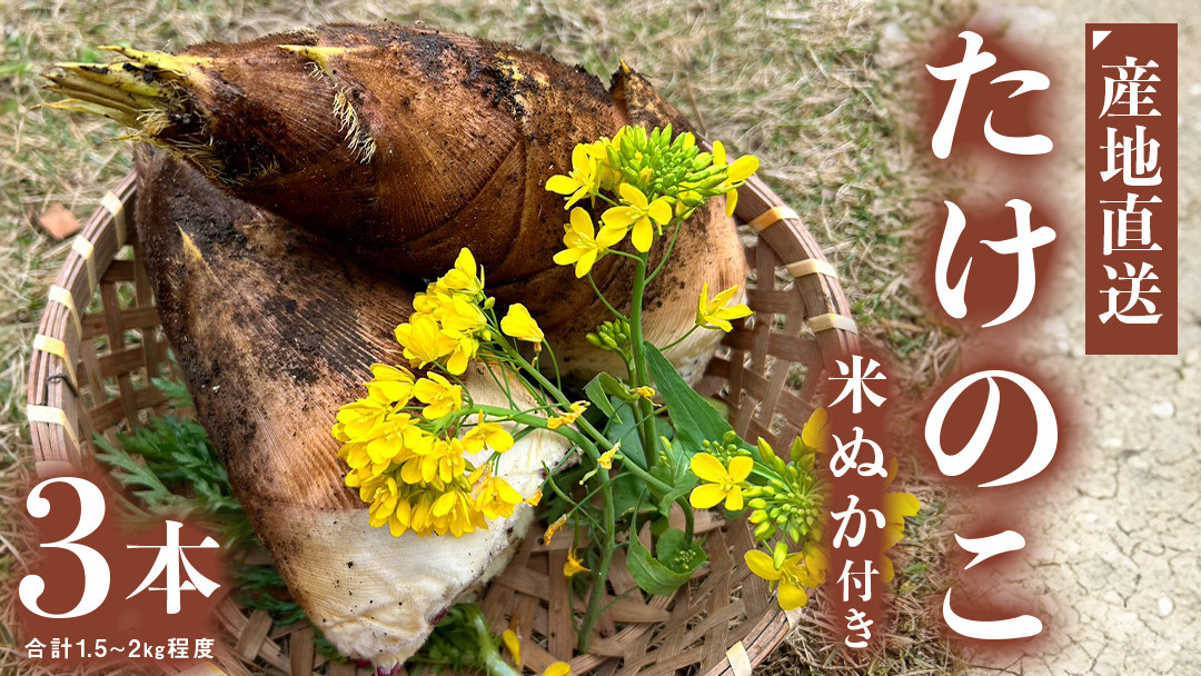 
                  【 先行予約 】 【 数量限定 】 朝どれ【 たけのこ 】 3本 (合計1.5kg～2.0kg程度) 米ぬか 付き 産地直送 たけのこ 竹の子 筍 タケノコ 国産 煮物 炊き込みご飯 旬 季節もの 朝採れ 朝掘り
                