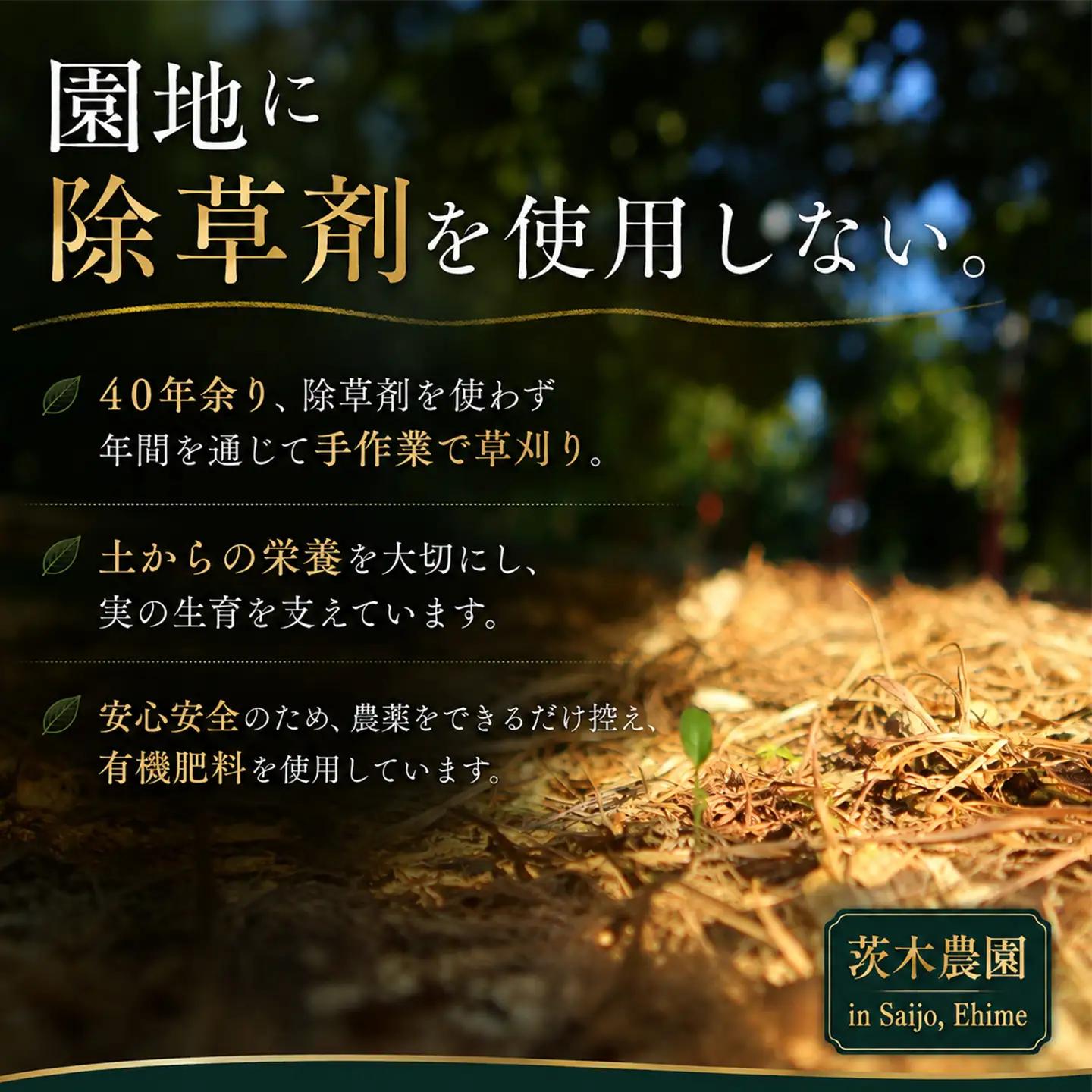 【紅まどんなと同品種】茨木農園の愛果28号_小箱（5～6個）｜まどんな
