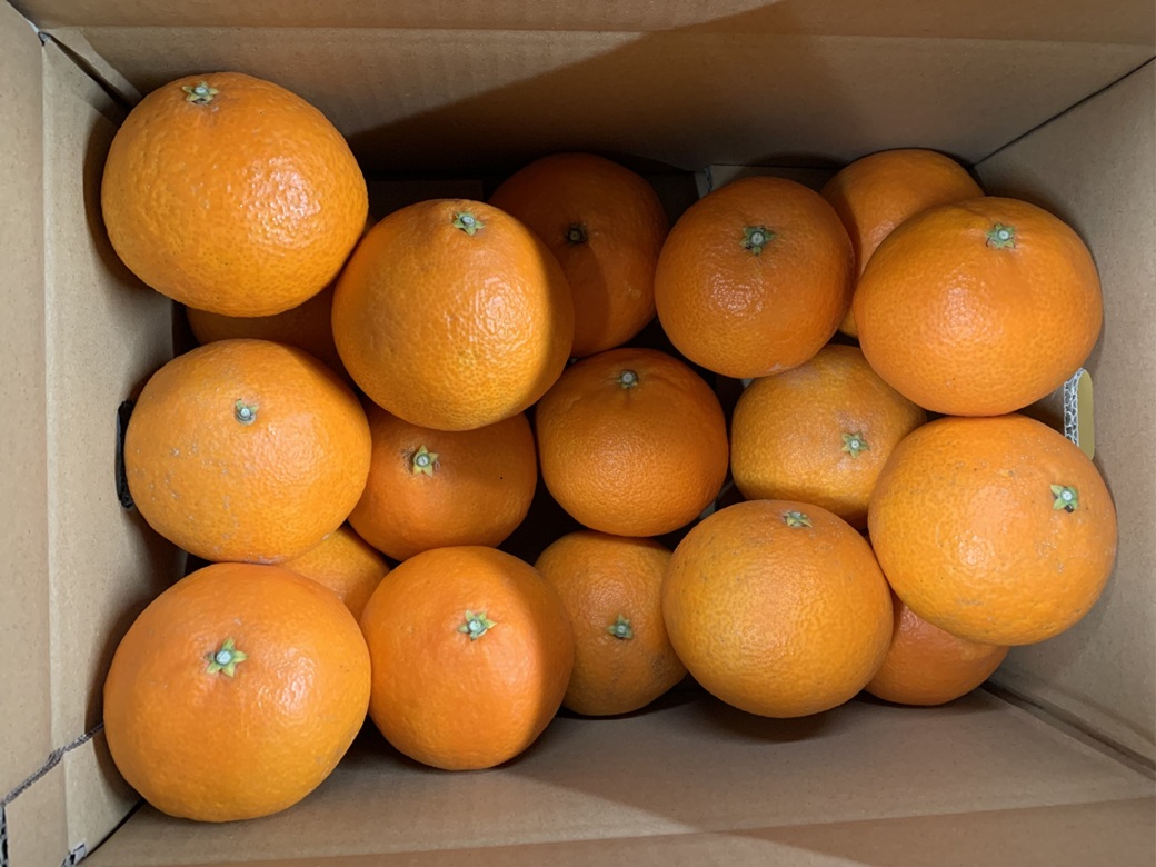 愛果28号 5kg 紅まどんな同一品種 バラ詰め ご家庭用 サイズミックス 農園直送 先行予約 12月発送 愛媛 数量限定 愛媛県産 人気 柑橘 伊予市｜B274