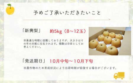 梨 新興梨 5kg 倉吉産（JA鳥取中央） 