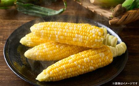 【先行予約】【2025年5月下旬より順次発送】スイートコーン5kg(11本～13本)
