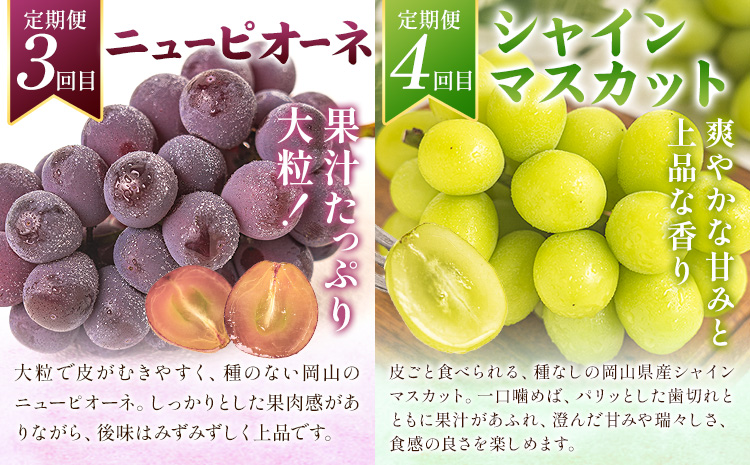 フルーツ 定期便 全5回 岡山県の 贅沢 フルーツ定期便 白桃 黄桃 ニューピオーネ シャインマスカット 梨《2026年7月-2027年12月末頃出荷》岡山県 矢掛町 送料無料 果物 フルーツ 旬 も