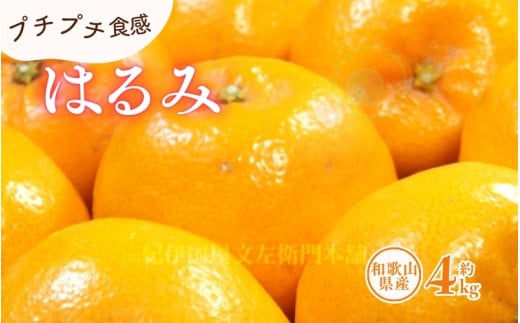 はるみ 約4kg/サイズおまかせ　※2026年1月下旬～2026年3月中旬頃に順次発送予定(お届け日指定不可)　紀伊国屋文左衛門本舗　【ntb460B】