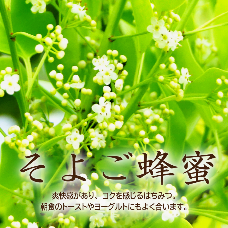 DOALA HONEY　国産純粋はちみつセット　もちのき蜂蜜・そよご蜂蜜【中日ドラゴンズコラボ】　【0086-004】_イメージ4