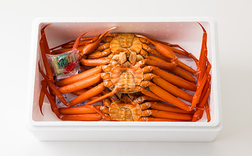 兵庫県香住産　釜茹で香住ガニ(紅ズワイガニ)2～3匹入り(約1.5～1.6kg)【9月上旬以降発送】【配送不可地域：離島・北海道・沖縄県・東北・九州】