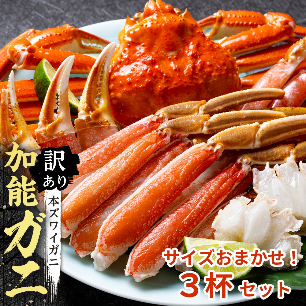 【ふるさと納税】【訳あり】金沢港より直送！サイズおまかせボイル加能ガニ 3杯セット | 蟹 魚介類 水産 食品 人気 おすすめ 送料無料