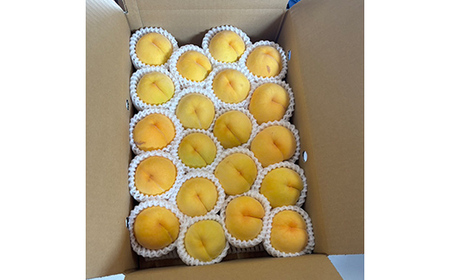 【先行予約 2026年度発送】フルーツ王国山形♪山形 黄桃 5kg ご自宅用 もも モモ 桃 ピーチ きもも おうとう フルーツ 果物 くだもの ギフト 甘い FSY-2552