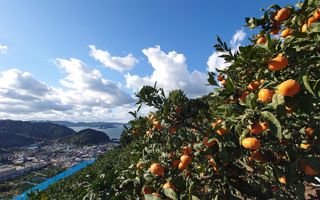 こだわりの和歌山県産 有田みかん 3kg(S～Lサイズ) ひとつひとつ手選別で厳選！生産者から直送 【2024年11月下旬～1月中旬ごろに順次発送予定】 / みかん フルーツ 果物 くだもの 有田みか