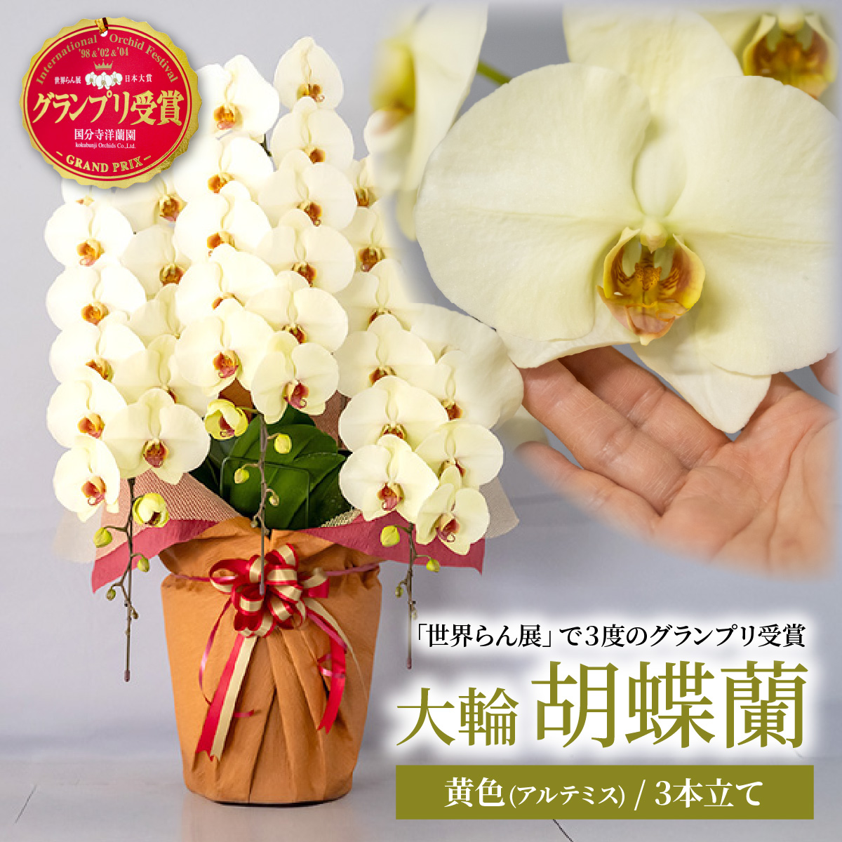 【先行予約】胡蝶蘭 黄色 3本立て