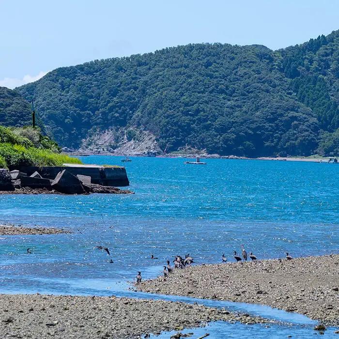  大分県産 くろめのお味噌汁 (25食) くろめ 海藻 味噌汁 味噌 小分け 国産 常温 防災 非常食 インスタント 【opbf001】【安部水産】