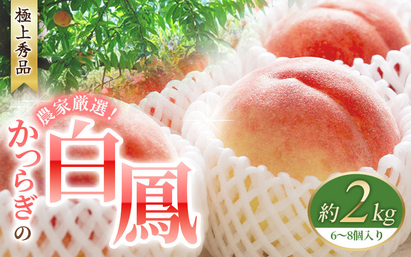 
先行販売！【モモ】 白鳳　桃の王様！約2kg6～8個 【2025年6月末頃より順次発送】【秀品】こだわり農家厳選 【KG12】
