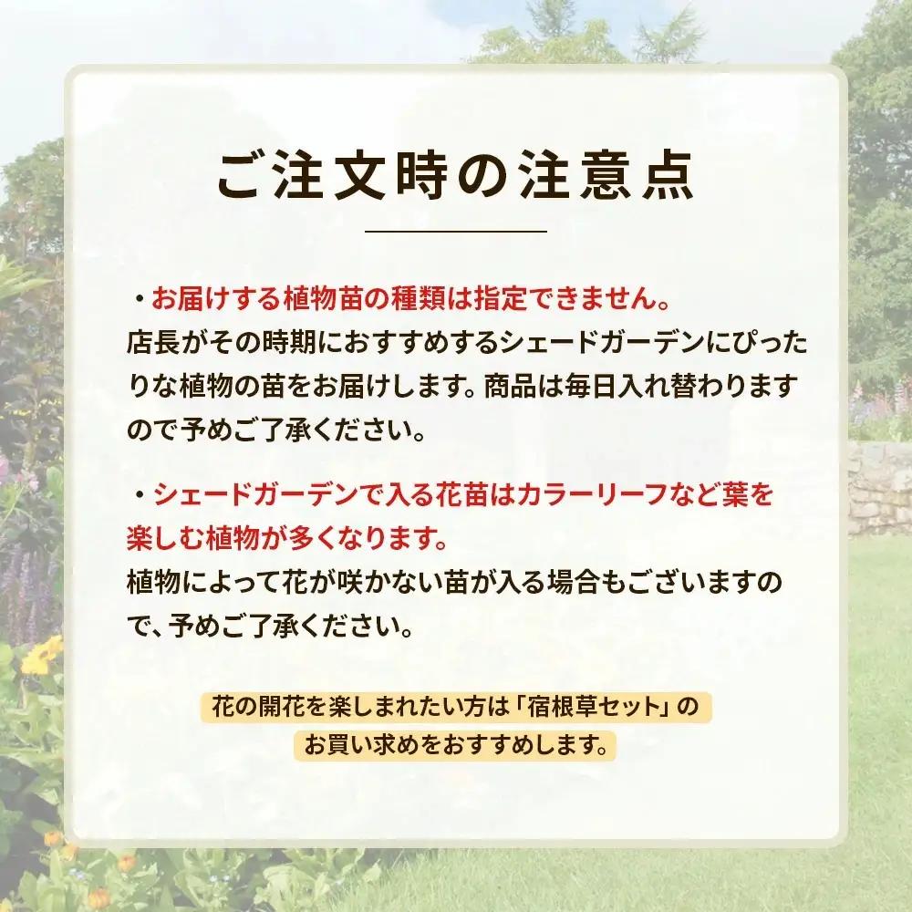 日陰で育つシェードガーデン（洋風）セット【ガーデニング 家庭菜園 園芸 初夏 夏 花壇 庭 鉢 玄関 プランター 寄せ植え おうち時間 趣味 ベランダ 土っ子倶楽部 プレゼント ギフト 】