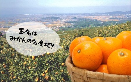 温州みかん 5kg 【熊本玉名・みかん専門店より】 | フルーツ 果物 くだもの 柑橘 ミカン みかん 玉名 たまな 熊本県 玉名市