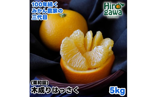 木成り はっさく 5kg サイズ混合 / 八朔 完熟 甘い 和歌山 柑橘 ※2027年3月中旬〜4月上旬に順次発送 【krw022-r-5】