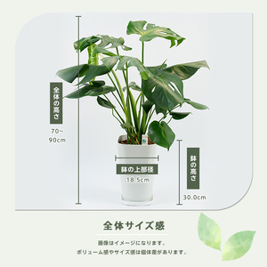 モンステラ70cm～90cm 緑の中道 IB067-001 観葉植物 観葉植物 ※北海道・沖縄・離島配送不可