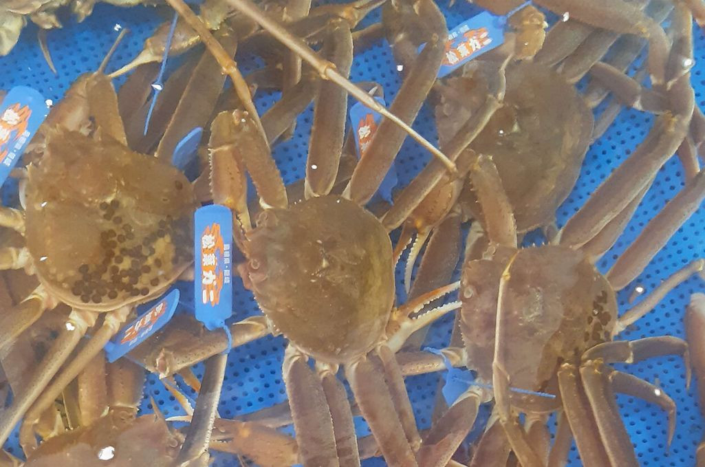 
            【先行予約】魚新の「山陰沖産ボイル松葉ガニ」（3～5杯）＜12月～2月末までのお届け＞【096_1699】
          