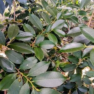 静岡県産湖西市　出世榊　本榊　純国産　さかき1対(2束)※1日交換に間に合うように配送【1702133】