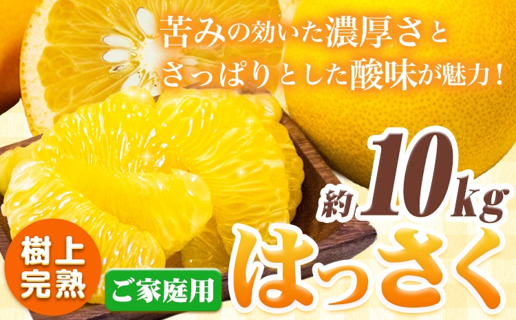 樹上完熟 ご家庭用 訳あり はっさく 八朔 みかん 10kg ＋250g (傷み補償分) 池田鹿蔵農園 @日高町《4月上旬-5月下旬頃出荷》和歌山県 日高町 送料無料 はっさくみかん 家庭用 光センサー選別 訳あり八朔 訳ありはっさく【配送不可地域あり】---wsh_idn346_4j5m_25_19000_10kg---