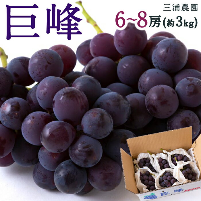 【ふるさと納税】【先行予約】三浦農園 巨峰 6房から8房 (約3kg) 2025年8月下旬から9月上旬 出荷予定
