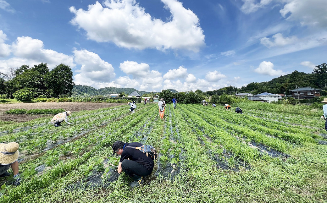 大山千枚田周辺の耕作放棄地を活用し、無農薬の大豆を自分たちで育ててみませんか？ 