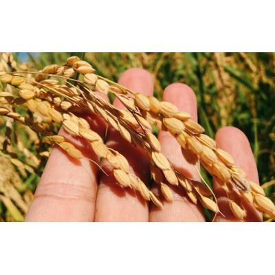 ふるさと納税 羽後町 【令和7年産米】美少女イラスト あきたこまち 10kg(5kg×2袋) [No.5325-0192] |  | 02