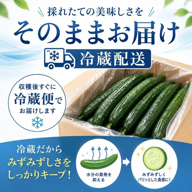 先行予約 訳あり きゅうり 5kg 野菜 新鮮きゅうり