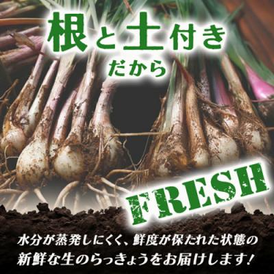 ふるさと納税 都城市 【先行受付】2026年5月下旬以降発送 宮崎県都城市産 土付きらっきょう 5kg |  | 01