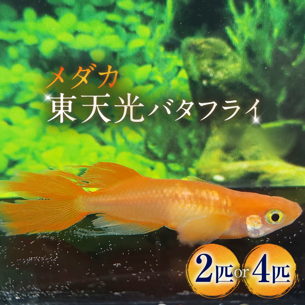 【ふるさと納税】＜選べる匹数＞メダカ【東天光バタフライ】 1ペア 2匹 / 2ペア 4匹 生体 メダカ めだか 観賞魚 さかな 魚 飼育 ペット 山梨県 中央市 送料無料