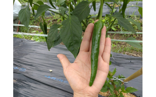 三原村産　ゆず農家が作る　大きな青唐辛子”大紅”　1000ｇ　長さ８～15cm！