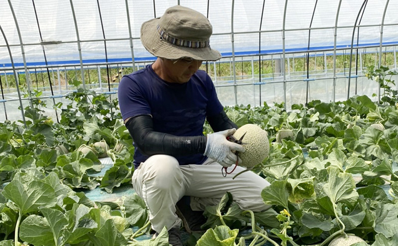 【2026年7～9月連続お届け】3品種 ふらの メロン 定期便 ≪計3玉≫ 北海道 富良野市 (高見農園) メロン フルーツ 果物 新鮮 甘い 贈り物 ギフト 道産 ジューシー おやつ ふらの ブラン