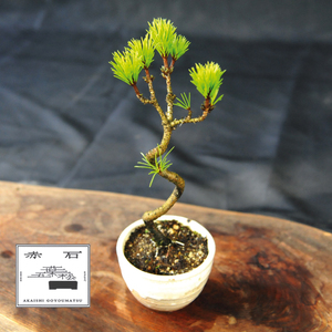 赤石の泉 黒松（鉢植え） S-26