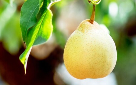鴨梨 （ヤーリー） 6～10玉 約4kg 贈答箱 ／ 梨 なし ナシ 果物  【2026年11月下旬～12月下旬発送予定】