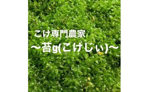 苔 ガジュマル 苔玉 コケ こけ 農家直送 コケノミウラ 静岡県 牧之原市 こけ 専門 農家 直送 観葉 植物 インテリア 