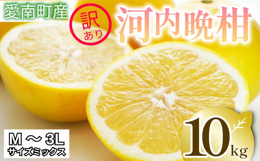 
                   訳あり 河内晩柑 10kg サイズミックス 家庭用 樹齢 20年 以上 古木 和製 グレープフルーツ 愛南ゴールド 直送  フルーツ 人気 柑橘 爽やか 甘み ジューシー 果汁 旬の果物 くだもの みかん サイズ不揃い 産地直送 農園直送 春 味覚 初夏 デザート ジュース おすすめ 生搾り デザート ゼリー 愛媛県 愛南町 清家ばんかんビレッジ
                