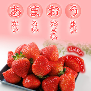 ＜先行予約受付中！2026年2月上旬～2026年4月下旬に順次発送予定＞ 博多あまおう・春 (計約1kg) いちご 苺 フルーツ 果物 くだもの 福岡限定 家庭用 冷蔵＜離島配送不可＞【ksg1740