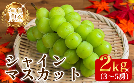 【8月末～9月上旬まで発送】シャインマスカット 2kg 3～5房 マスカット 