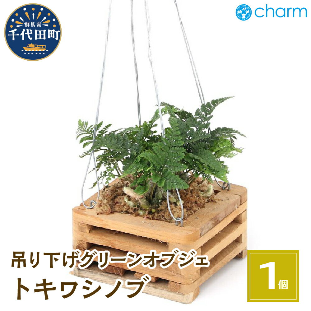 【ふるさと納税】観葉植物 トキワシノブ チーク材 バスケット植え 四角形 小サイズ（1鉢） インテリア ナチュラル 自然 プレゼント ギフト 贈答用 送料無料 趣味 風水 緑 かわいい 人気 オススメ 初心者 玄関 吊り下げ 北海道冬季発送不可 株式会社チャーム