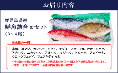 2530 鹿児島県産 鮮魚 詰合せ セット （ 3～4 尾 ） KN025-004-01 魚