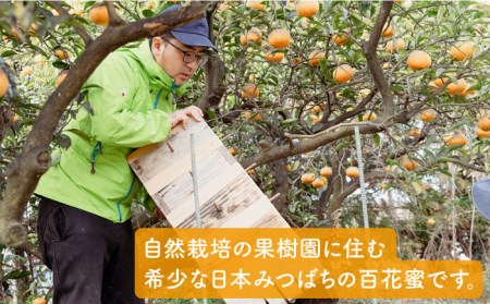 【全12回定期便】福岡県 糸島産 わかまつ 果樹園 の 日本 蜜蜂 の はちみつ 100％ PURE RAW 糸島市 / わかまつ農園[AHB034] 蜂蜜自然栽培の果樹園の木々の下に住む希少な日本み