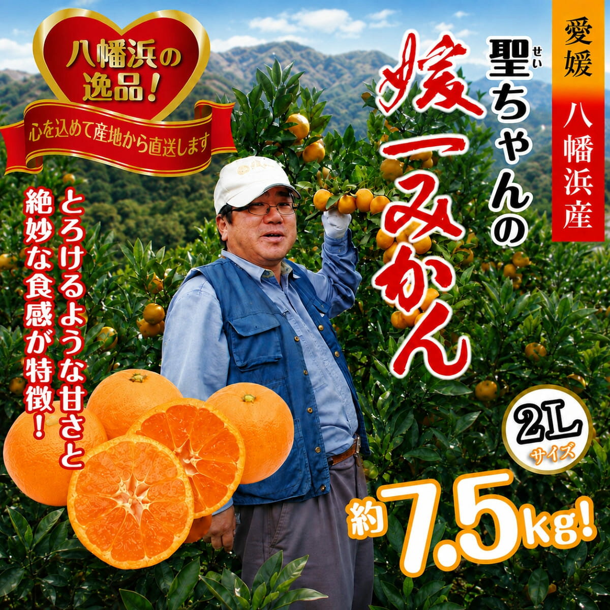 【ふるさと納税】【先行受付】「日の丸みかん」と同産地!!聖ちゃんの「媛一みかん」2Lサイズ 約7.5kg【C39-14】_ みかん ミカン 柑橘 温州 果物 くだもの フルーツ 旬 愛媛 コク 甘み 国産 産直 産地直送 旬 濃厚 2L 【配送不可地域：離島】【1491362】YWTF006