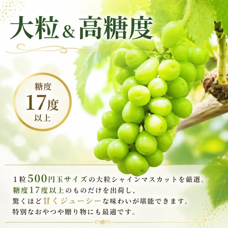 【2027年発送】 朝採りシャインマスカット 約2kg(3房～4房) フルーツ シャインマスカット 