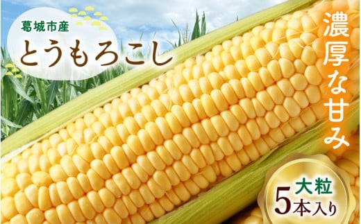 奈良県産 とうもろこし おおもの 5本入り 【2026年7月初旬～7月末頃に順次発送予定】／ 23ファーム トウモロコシ コーン スイートコーン 美味い  甘い 野菜 産直 新鮮 旬 茹で スープ サラダ グリル 名産 健康 美容 栄養 ふるさと納税 人気 家族  奈良県 葛城市【fumi001】